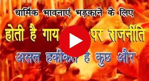 असल हकीकत से परे धार्मिक भावनाएं भड़काने के लिए गाय माता पर राजनीति जारी,धड़ल्ले से बिकता है अवैधमांस