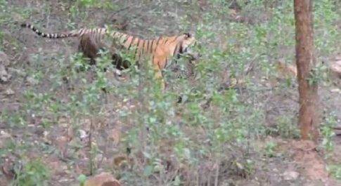 महाराजगंज। लक्ष्मीपुर वन क्षेत्र के लालपुर व अचलगढ़ जंगल से सटे सिवान में तेंदुए ने 2 लोगों पर किया हमला, घायल
