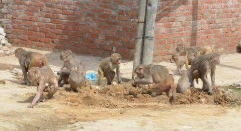 बंदरों को लेकर दहशत में लोग, अधिकारी उदासीन