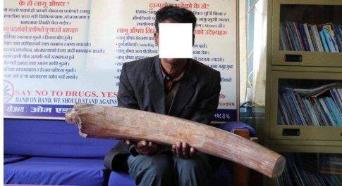नेपालगंज पुलिस ने 10 किलो हाथी दांत सहित एक व्यक्ति को किया गिरफ्तार