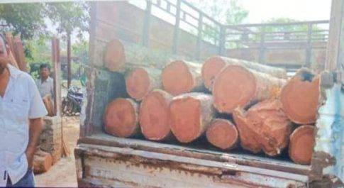 महाराजगंज। फरेंदा गुप्ता आरा मशीन के सामने से ही पिकप पर लदी पड़ी सागौन की अवैध लकड़ी फरेन्दा रेन्जर ने पकड़ा