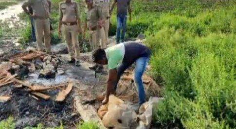 महाराजगंज। 115 लीटर कच्ची शराब के साथ पांच गिरफ्तार