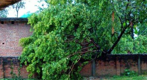 लगातार बारिश की वजह से दो घरों के बीच रास्ते पर गिरा पेड़