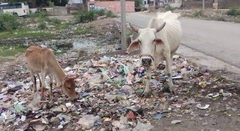 कुरज की जनता गंदगी से परेशान हो रही हैं। यूनुस भाई