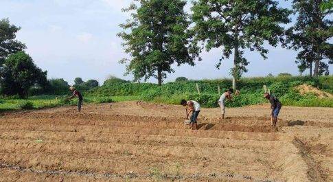 ब्लाक मिहींपुरवा व बलहा में भी हुई नेपियर ग्रास की बोआई