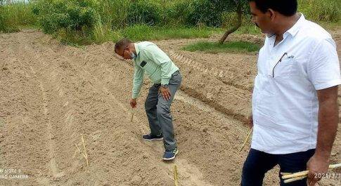 विभिन्न विकास खण्डों में नेपियर घास की गयी रोपाई