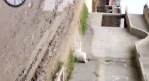 बहराइच से तमाचपुर होकर महसी जाने वाली डामर रोड पर भरा हुआ है पानी