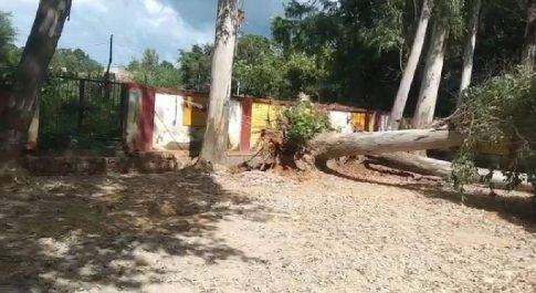 बिना नीलामी के ही बेची गई ब्लॉक परिसर में लगे यूकेलिप्टस के पेड़