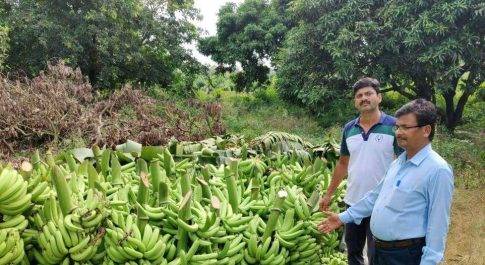 जिला उद्यान अधिकारी पारसनाथ ने किया केला प्रक्षेत्र का निरीक्षण