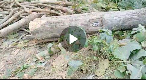 नानपारा वन क्षेत्र में ठेकेदारों के हौसले बुलंद, धड़ल्ले से काट रहे हैं हरे सागवान के पेड़