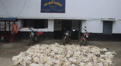नेपालगंज पुलिस ने प्रतिबंधित 300 जीवित मुर्गियां को किया बरामद , तस्कर अपनी अपनी बाइक मौके पर छोड़ कर फरार