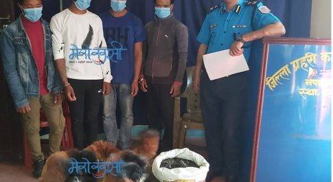 नेपालगंज पुलिस ने दो अलग-अलग स्थानों पर छापा मारकर लाल पांडा की खाल व चरस सहित छह लोगों को किया गिरफ्तार