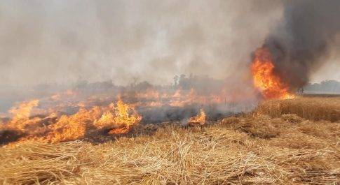 बिजली की स्पार्किंग से खेत में लगी आग, हजारों रुपये की गेहूं की फसल जलकर राख