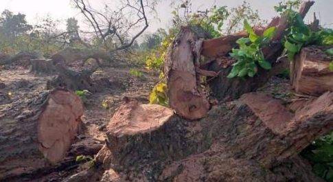 हसदेव अरण्य पर छत्तीसगढ़ के मुख्यमंत्री के नाम मध्यप्रदेश के संगठनों और नागरिकों ने लिखा पत्र