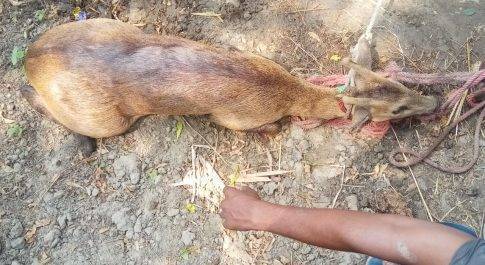 घायल हिरण को ग्रामीणों ने किया वन विभाग के हवाले