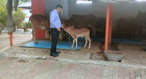 मन के सुख व शान्ति का माध्यम है गो-सेवा: डीएम डॉ. दिनेश चन्द्र  हरे चारे के अत्यन्त उपयोगी है नेपियर ग्रास