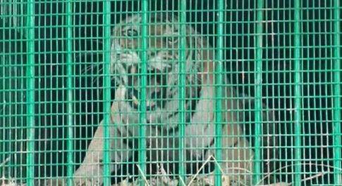 पूरी तरह से आश्वस्त होने पर ही रूकेगा सर्च अभियानरू डीएफओ कतर्नियाघाट
