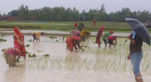 भारत नेपाल सीमावर्ती क्षेत्र में आज सुबह रुक रुक कर हुई बारिश से किसानों के मुरझाए चेहरे खिले उठे