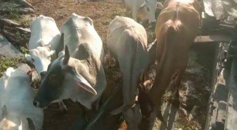 माँ पिंपलाज गो सेवा संस्थान के कार्यकर्ता लंपी स्किन गायो को आयुर्वेदिक लड्डू खिला रहे हैं