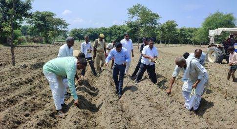 जिले में हो रहा है नैपियर घास का क्षेत्र विस्तार, डीएम की मेहनत ला रही रंग  डीएम की प्रेरणा से जरवल में 02 एकड़ क्षेत्रफल में नैपियर घास की हुई बोआई  