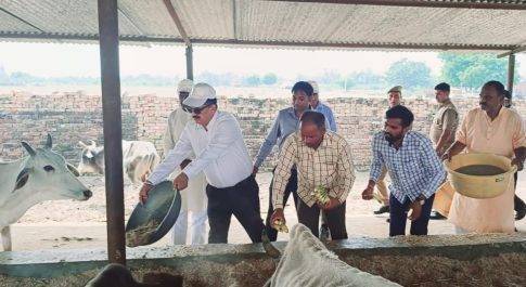 अस्थायी गोवंश आश्रय स्थल प्यारेपुर का डीएम ने किया भ्रमण  नैपियर घास की बुआई की, गोवंशों का खिलाया हरा चारा व फल