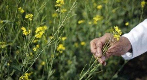 किसान सभा ने कहा — जीएम सरसों के उपयोग में जल्दबाजी न करें सरकार