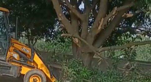 हाईकोर्ट के फैसले को ताक पे रख दर्जनों हरे-भरे फलदार पेडों को पहुँचाई छति