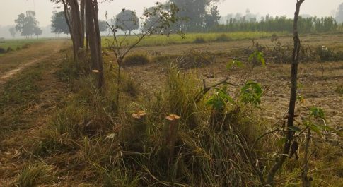 खेत में लगे 5 पेड़ चोर रात में काट कर ले उठे, इस संबंध में तीन लोगों को नामजद किया गया