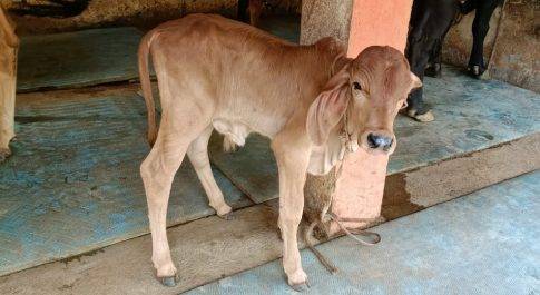 गोवंश प्रेमी डीएम ने धूमधाम से मनाया नवजात बछड़े का जन्म दिन