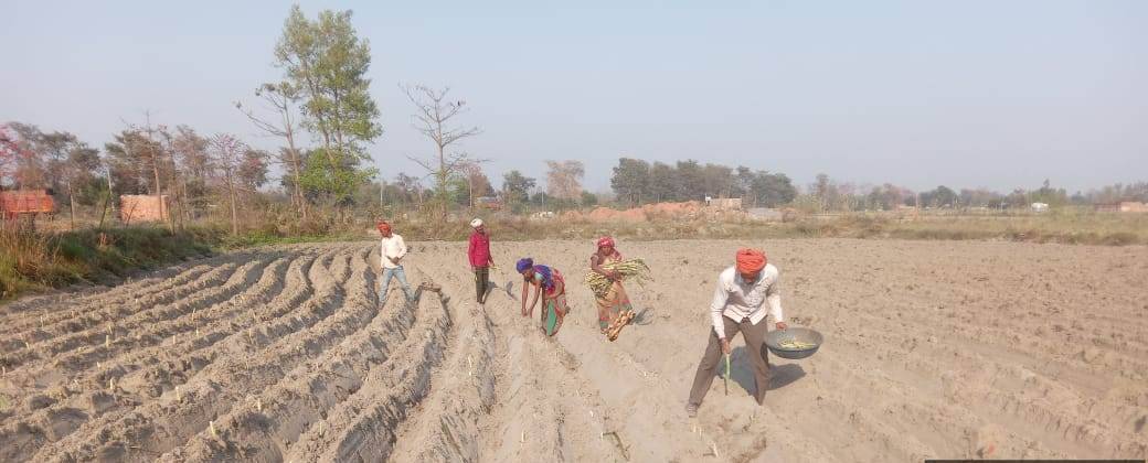 सेमरहना के बृहद गौ संरक्षण केन्द्र में संरक्षित गौवंशो के लिए बोई गयी नेपियर घास