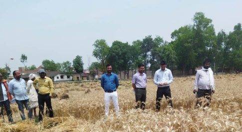 क्राप कटिंग के लिए केवलपुर पहुंचे कृषि व राजस्व विभाग के अधिकारी कर्मचारी