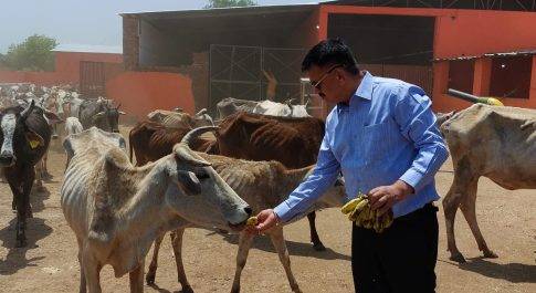 डीएम डॉ. दिनेश चन्द्र ने गोआश्रय स्थल धरसवां का किया निरीक्षण