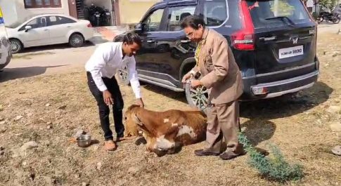 चुनाव प्रचार के अंतिम दिन आप प्रत्याशी डॉक्टर घनश्याम मुरडिया पशु के इलाज के लिए पहुंचे
