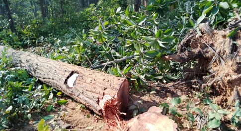 किसान सभा ने कहा : आदिवासी अधिकारों और कानूनों का सम्मान करें भाजपा सरकार, हसदेव के आंदोलनकारियों की रिहाई की मांग