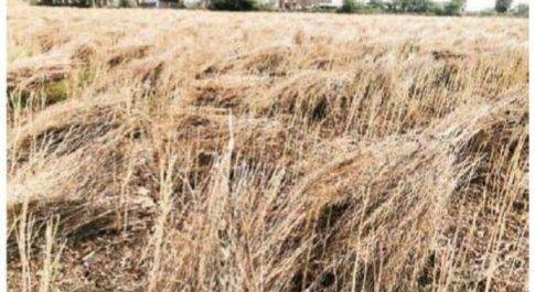 किसानों के अरमानों पर प्रकृति ने एक बार फिर ढहाया कहर