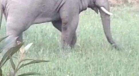 जंगल से भटक कर आंबा गाँव पहुँचा हाथी, ग्रामीणों में दहशत