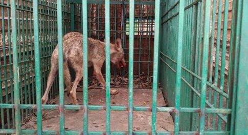 ग्रामीणों ने ली चैन की सांस पकड़ा गया खूंखार भेड़िया