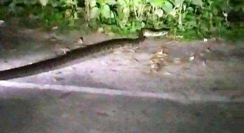 सड़क पार करते विशालकाय अजगर को देख सहमे राहगीर
