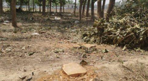 ग्रामीण क्षेत्र में पेड़ों की अंधाधुंध कटाई, माफिया को रोकने वाला नहीं कोई