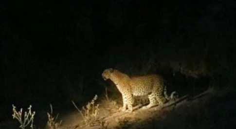 कोटा के थेकड़ा इलाके में लेपर्ड के मूवमेंट से दहशत -एक युवक ने रोड क्रॉस करते हुए देखने का किया दावा